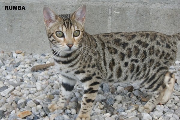 femelle bengal